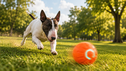 ZoomBall™ Automatic Interactive Play Ball