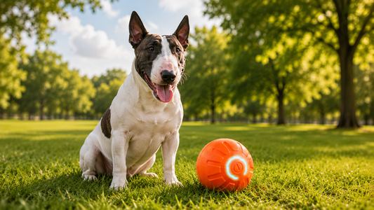 ZoomBall™ Automatic Interactive Play Ball