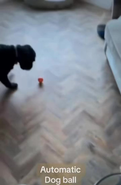 ZoomBall™ Automatic Play Ball | Built for Smaller Dogs